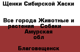 Щенки Сибирской Хаски - Все города Животные и растения » Собаки   . Амурская обл.,Благовещенск г.